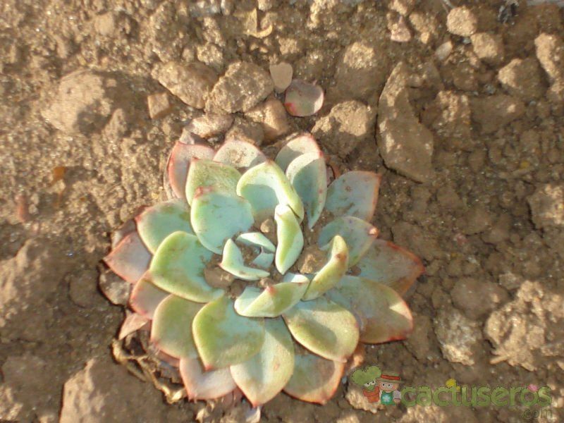 A photo of Echeveria pulidonis
