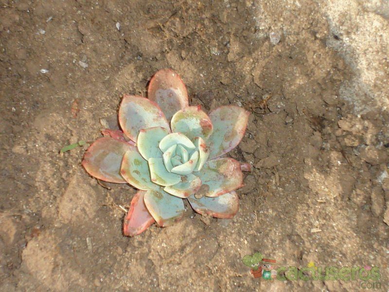 A photo of Echeveria pulidonis