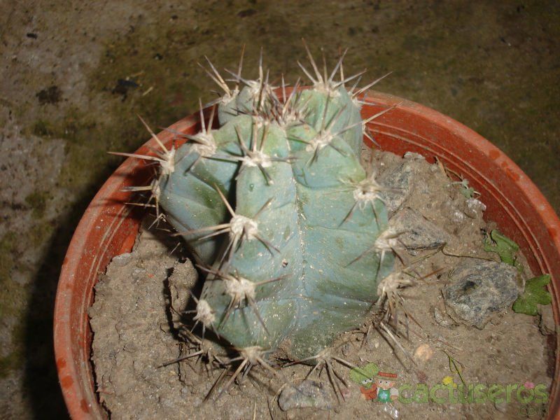 A photo of Cereus peruvianus