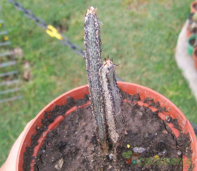 A photo of Cereus spegazzinii
