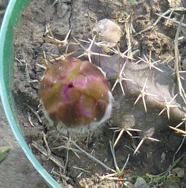 A photo of Echinocereus pentalophus