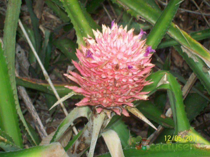 Una foto de Ananas bracteatus