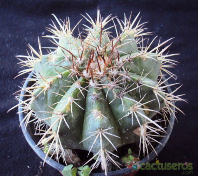 A photo of Melocactus braunii