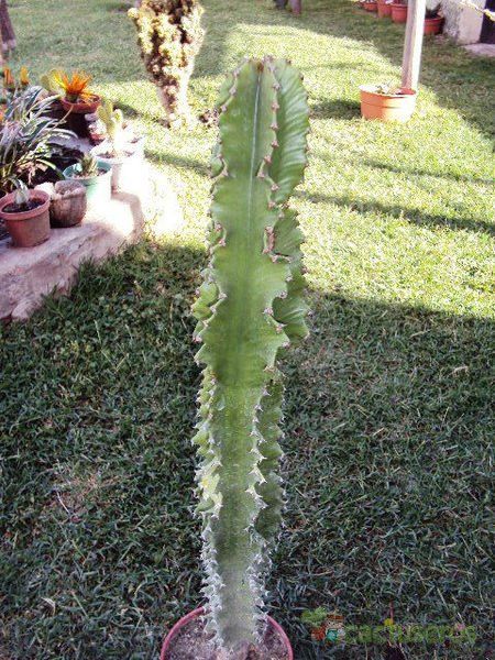 A photo of Euphorbia ingens