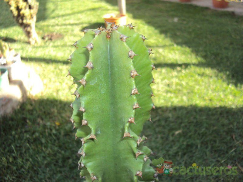 A photo of Euphorbia ingens