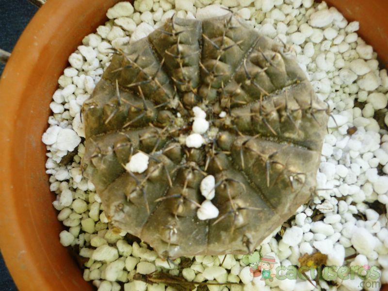 Una foto de Gymnocalycium bodenbenderianum