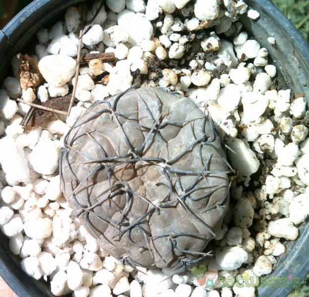 A photo of Gymnocalycium berchtii