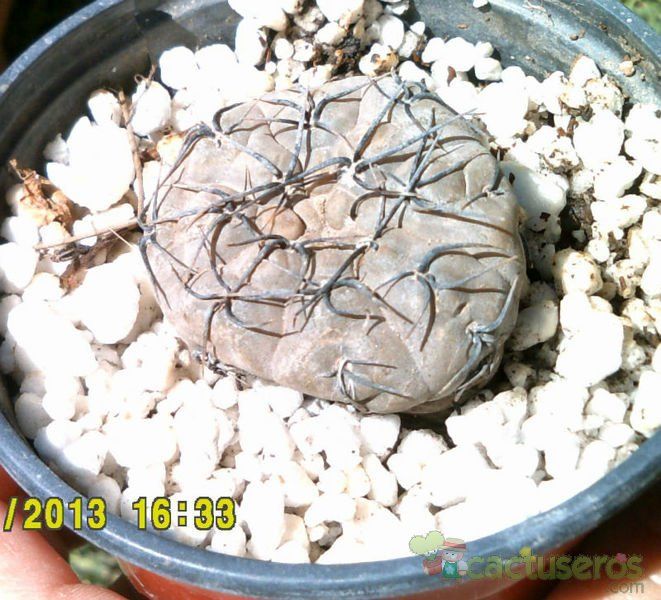 A photo of Gymnocalycium berchtii