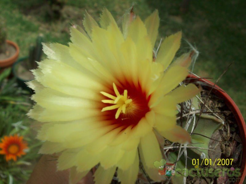 Una foto de Astrophytum capricorne