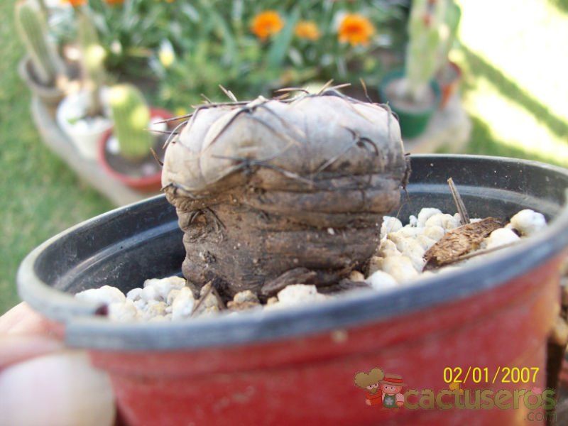 A photo of Gymnocalycium berchtii