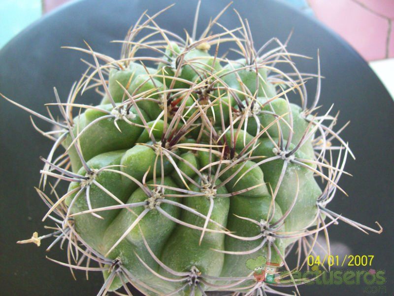 Una foto de Gymnocalycium mostii