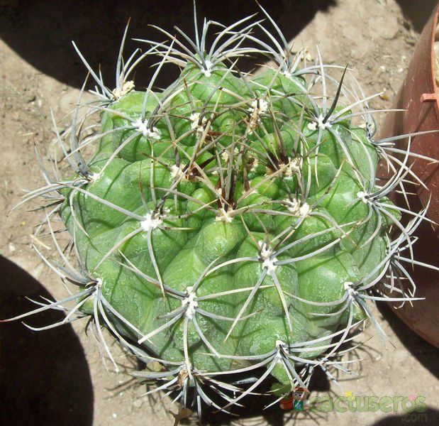 Una foto de Gymnocalycium mostii