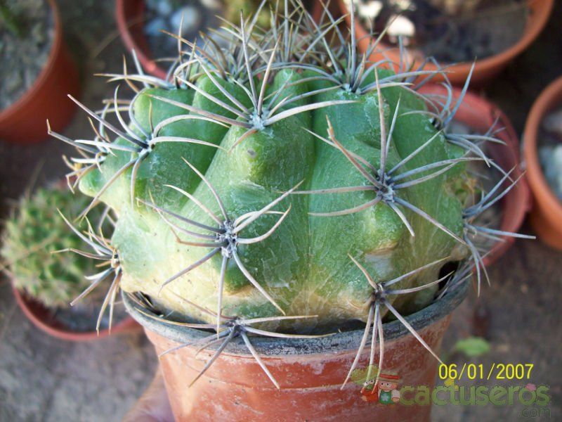Una foto de Gymnocalycium mostii