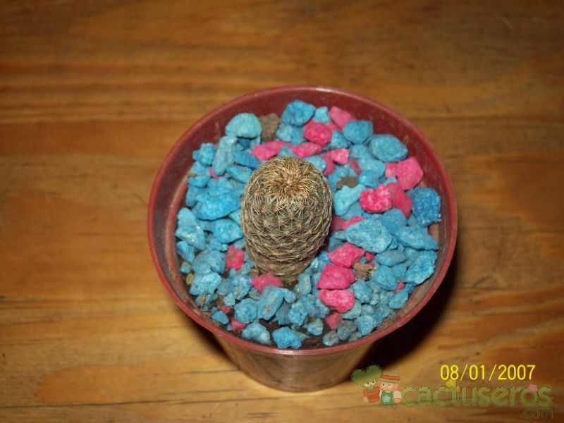 Una foto de Sulcorebutia vasqueziana