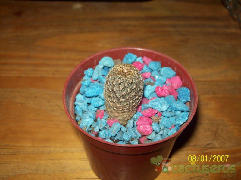 Una foto de Sulcorebutia vasqueziana