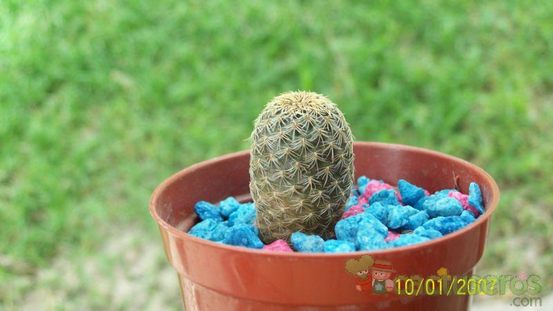 Una foto de Sulcorebutia vasqueziana