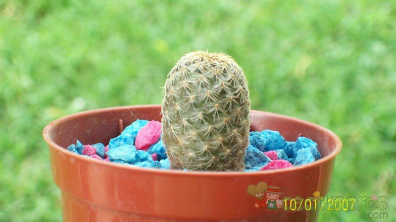 Una foto de Sulcorebutia vasqueziana