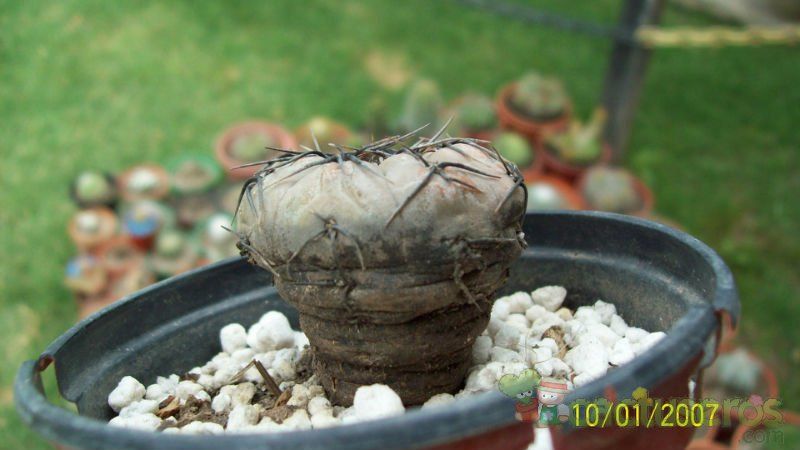 A photo of Gymnocalycium berchtii