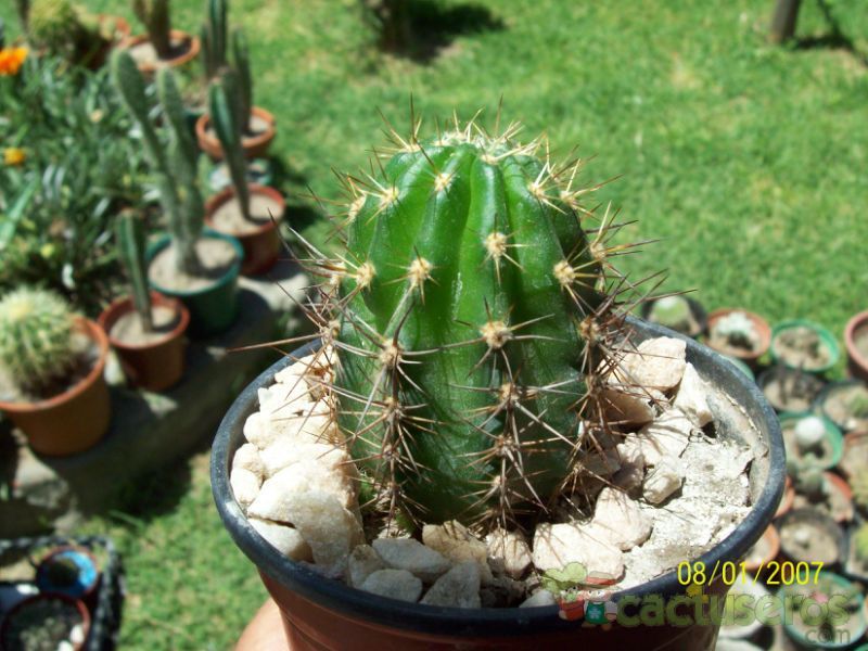 A photo of Echinopsis crassicaulis