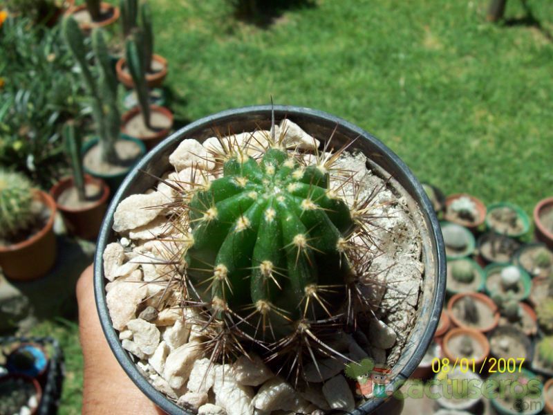 A photo of Echinopsis crassicaulis