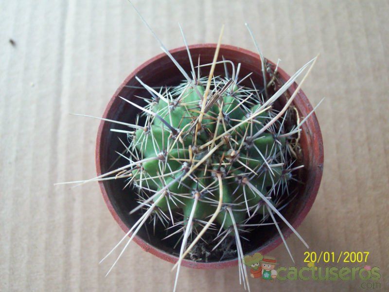 Una foto de Echinopsis aurea