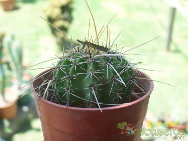 Una foto de Echinopsis aurea