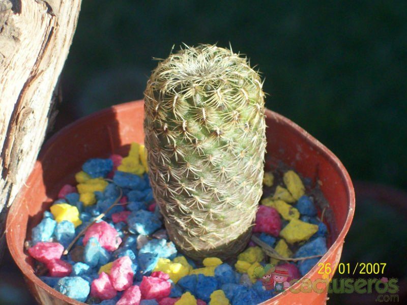 Una foto de Sulcorebutia vasqueziana