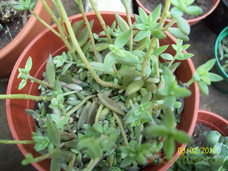 Una foto de Lenophyllum texanum
