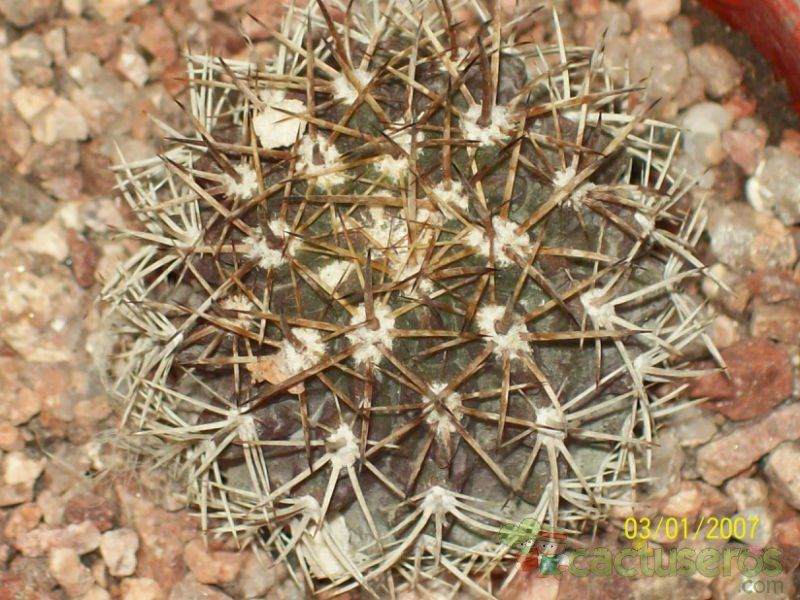 A photo of Eriosyce islayensis