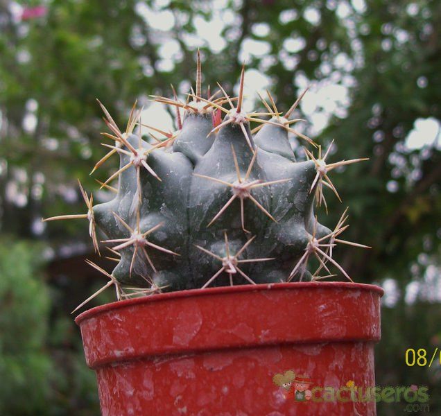 Una foto de Ferocactus lindsayi