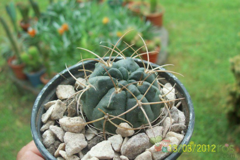 A photo of Gymnocalycium ritterianum