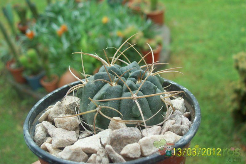 A photo of Gymnocalycium ritterianum