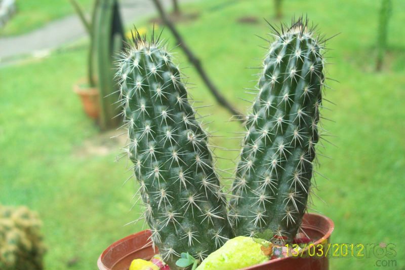 Una foto de Echinopsis mirabilis