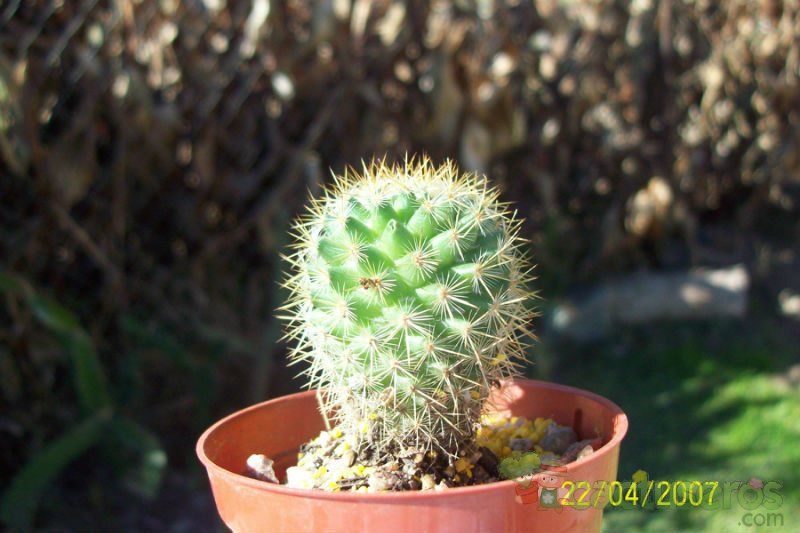 Una foto de Mammillaria rhodantha ssp. pringlei