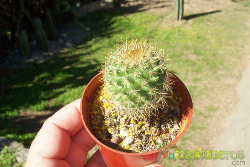 Una foto de Mammillaria rhodantha ssp. pringlei