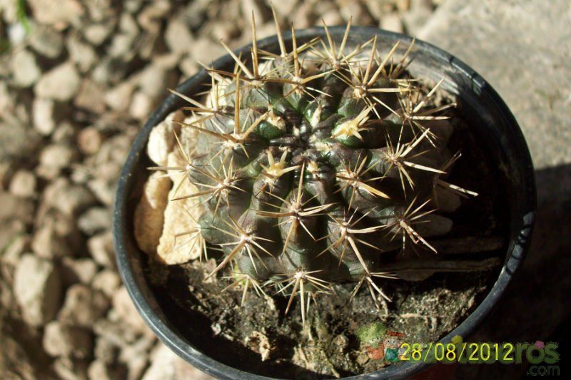 A photo of Eriosyce heinrichiana
