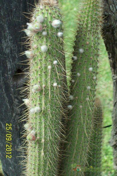 Una foto de Cleistocactus smaragdiflorus