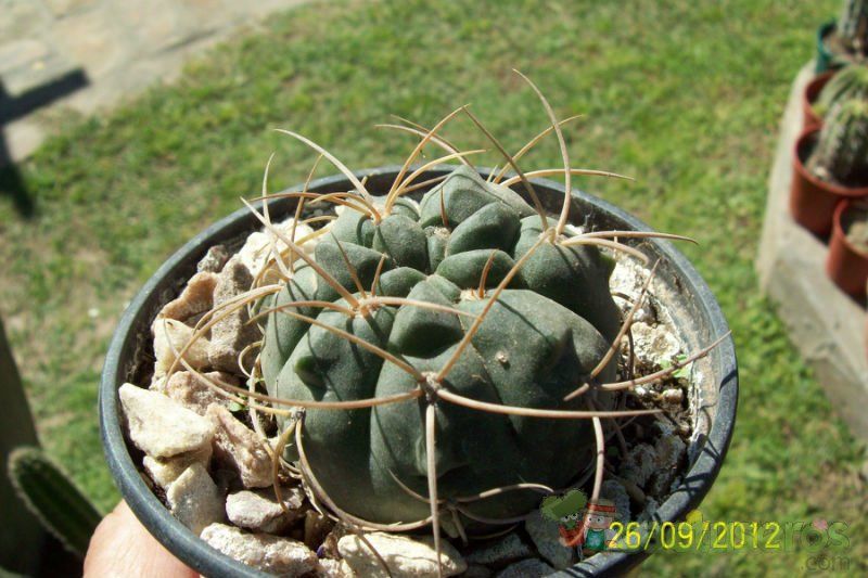 A photo of Gymnocalycium ritterianum
