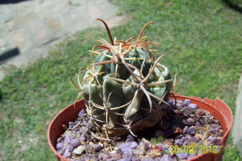 A photo of Ferocactus cylindraceus subsp. eastwoodiae
