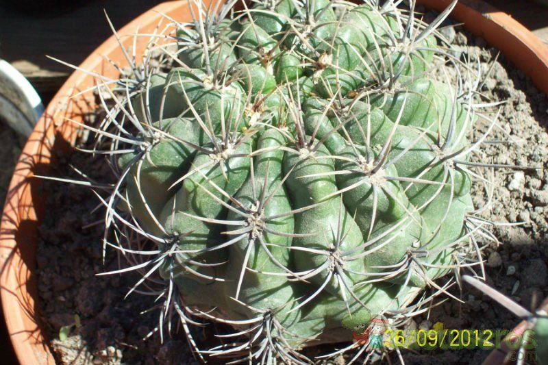 Una foto de Gymnocalycium mostii