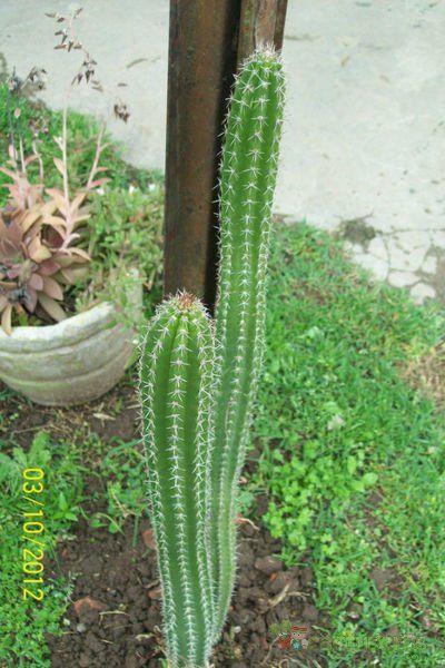 A photo of Backebergia militaris