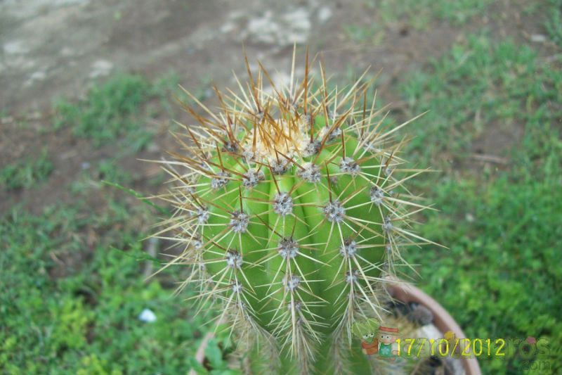 Una foto de Echinopsis thelegonoides