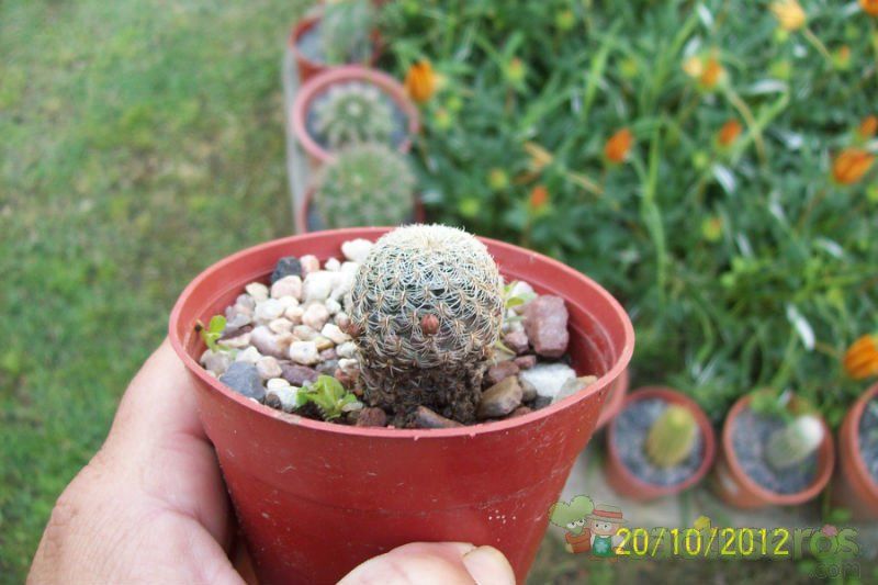 Una foto de Sulcorebutia vasqueziana