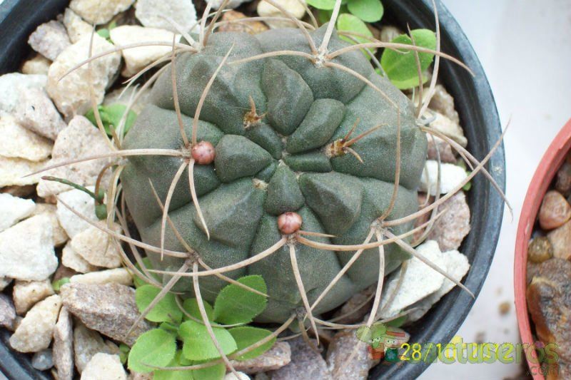 A photo of Gymnocalycium ritterianum
