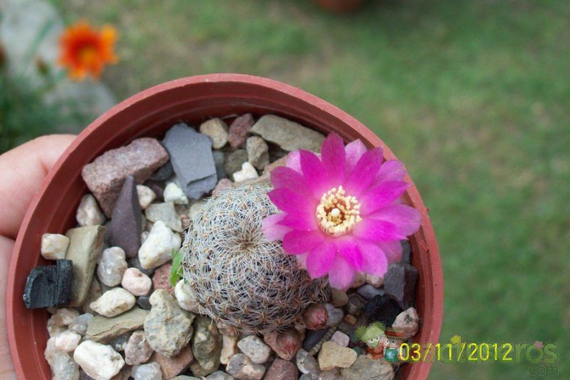 Una foto de Sulcorebutia vasqueziana