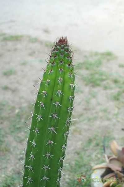 A photo of Backebergia militaris