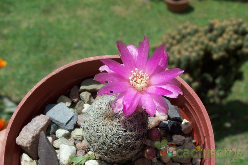 Una foto de Sulcorebutia vasqueziana