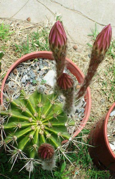Una foto de Echinopsis eyriesii