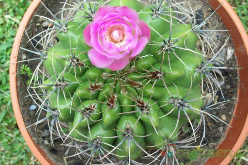 Una foto de Gymnocalycium mostii
