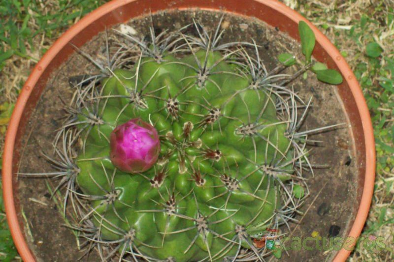 Una foto de Gymnocalycium mostii